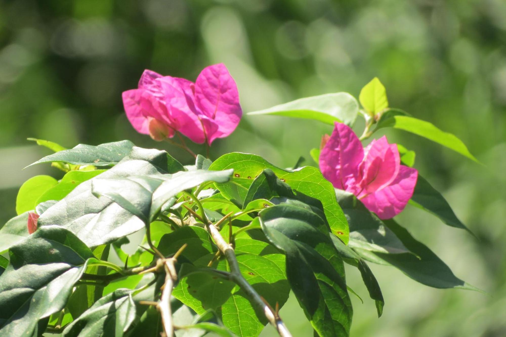 Vocare Finca Agroecologica Upala Bagian luar foto