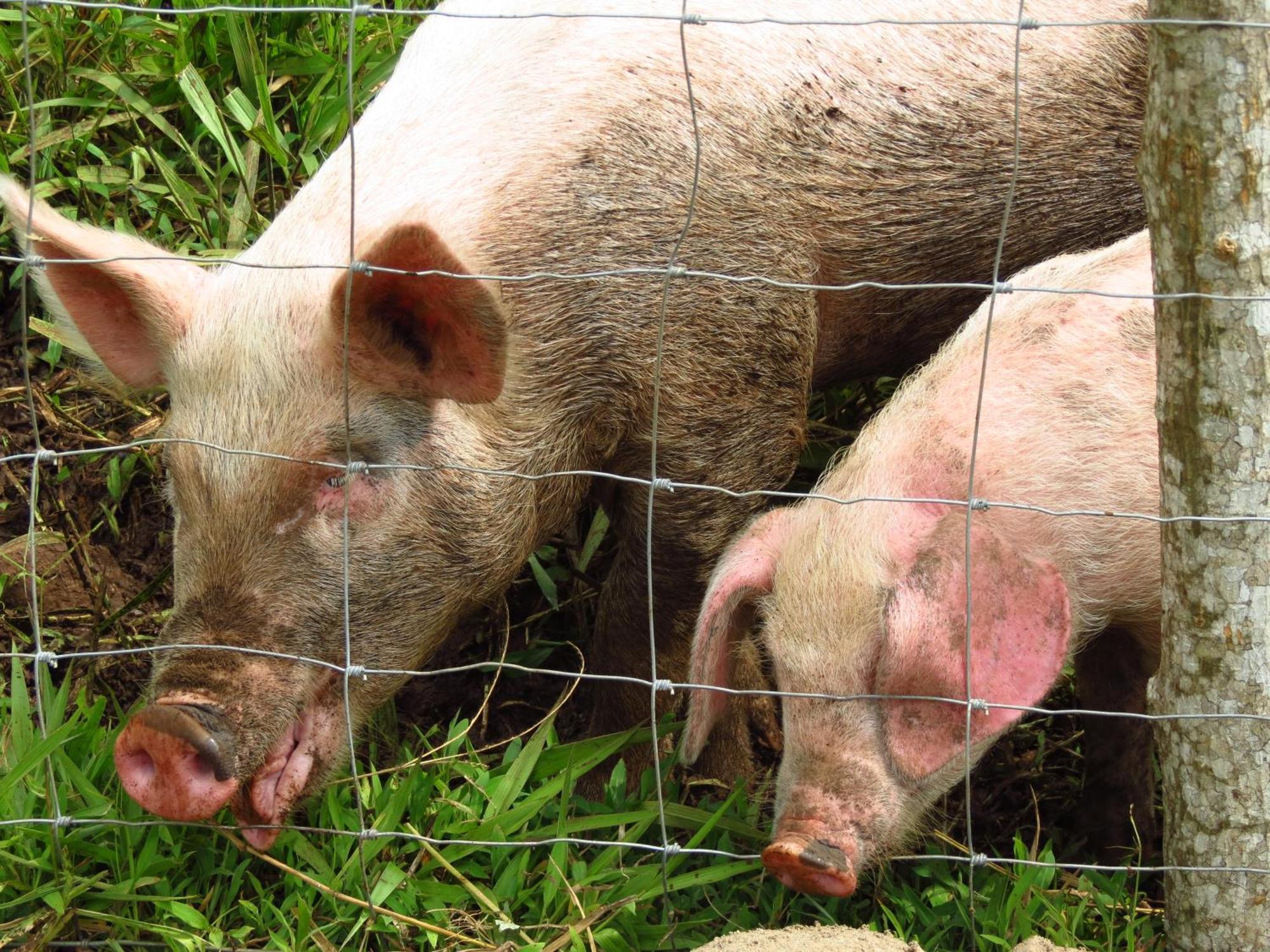 Vocare Finca Agroecologica Upala Bagian luar foto