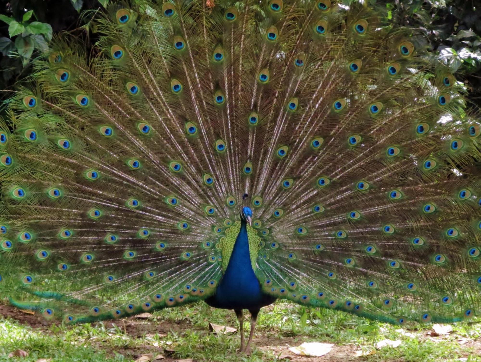 Vocare Finca Agroecologica Upala Bagian luar foto