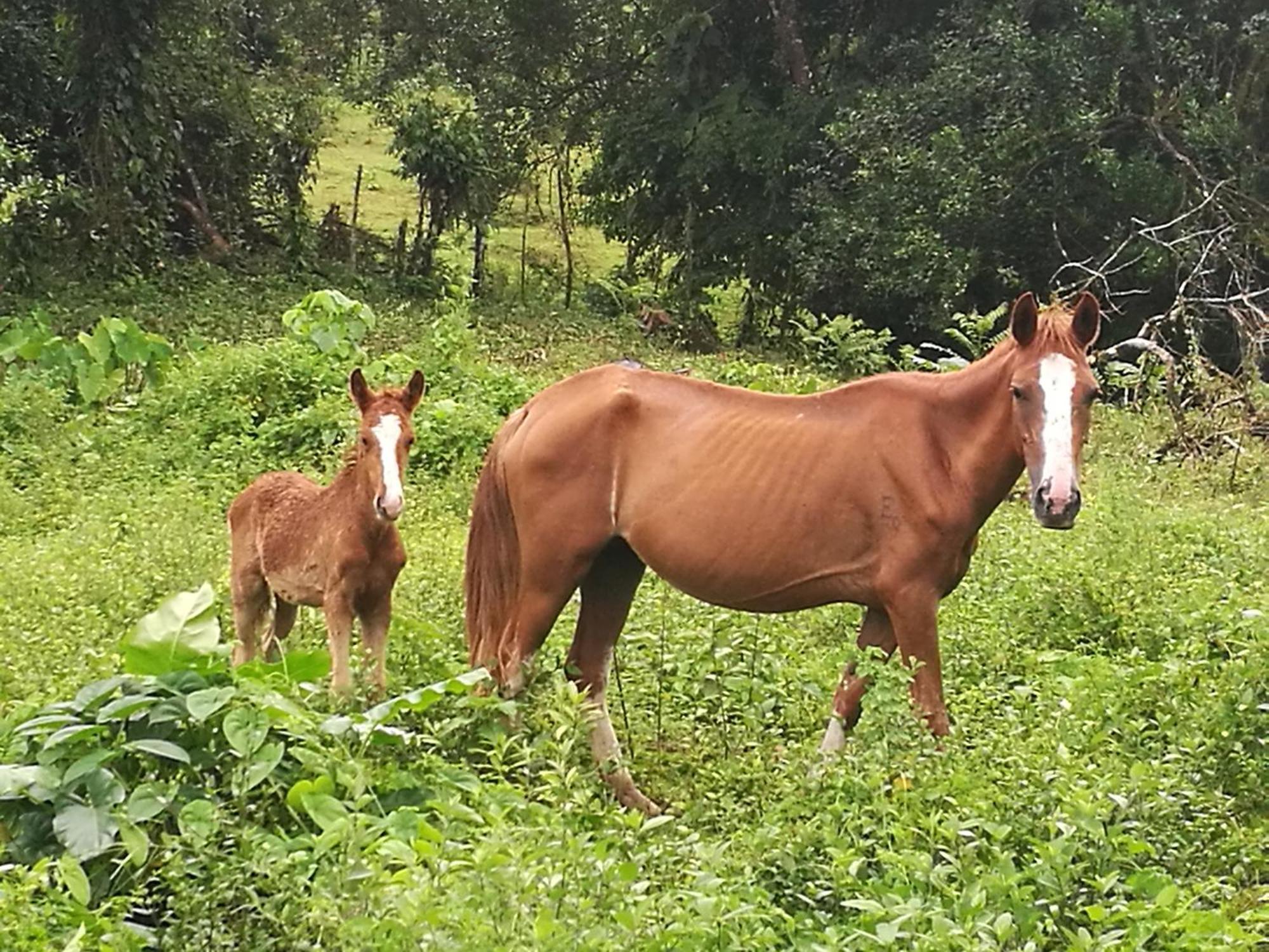 Vocare Finca Agroecologica Upala Bagian luar foto