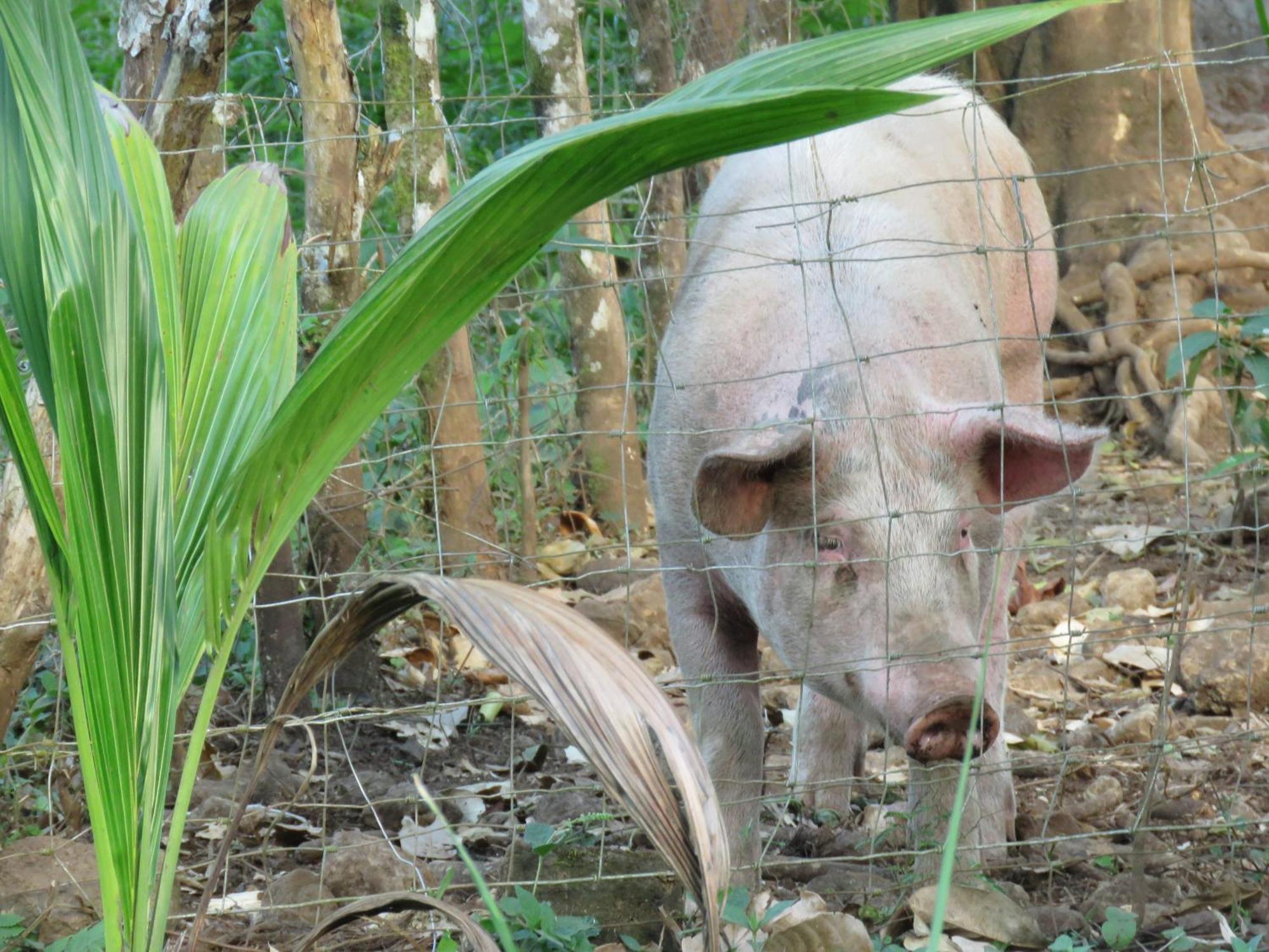 Vocare Finca Agroecologica Upala Bagian luar foto