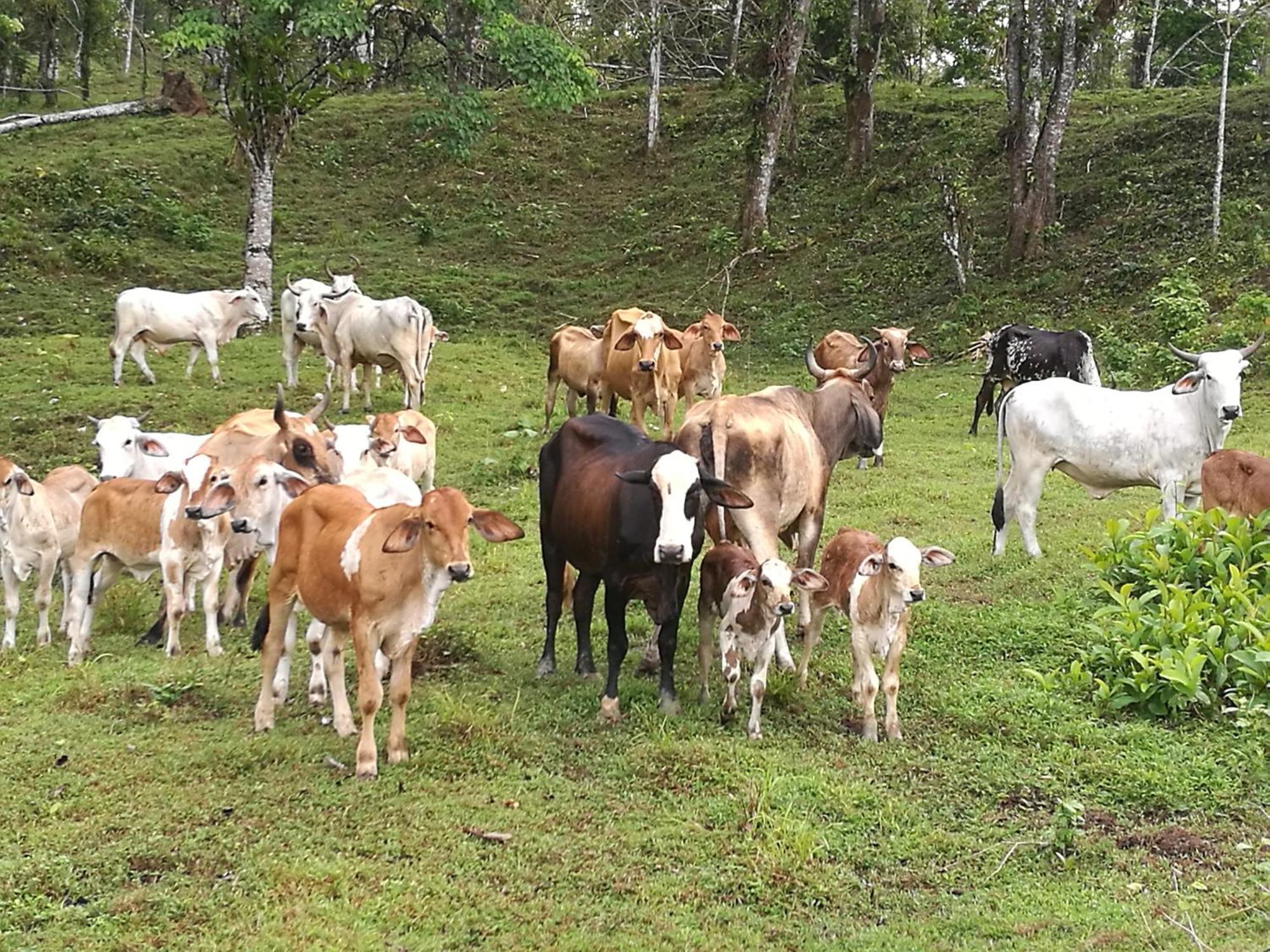Vocare Finca Agroecologica Upala Bagian luar foto