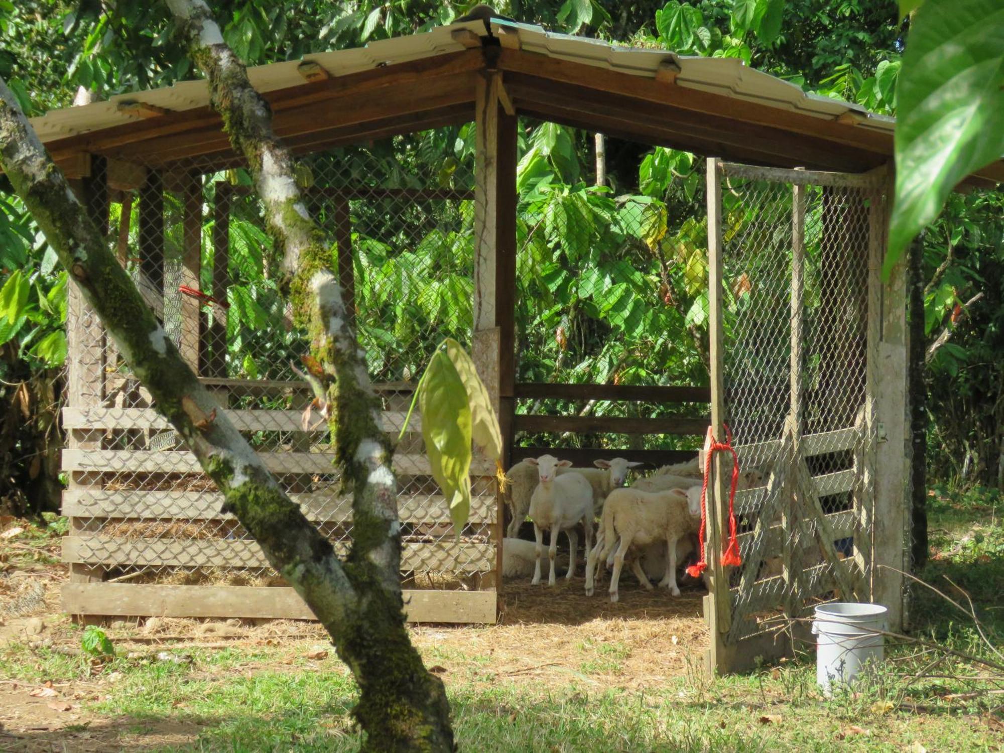 Vocare Finca Agroecologica Upala Bagian luar foto