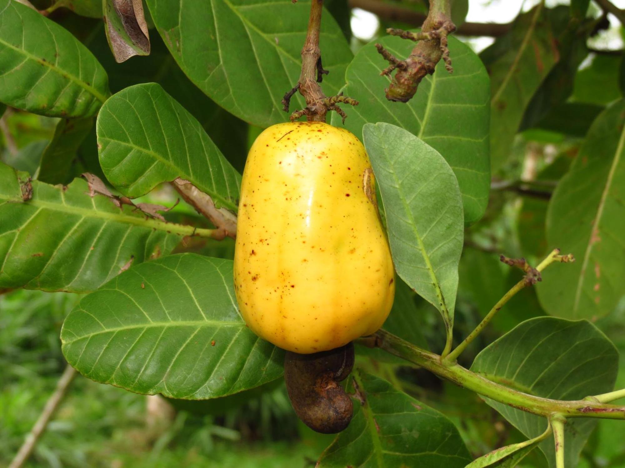 Vocare Finca Agroecologica Upala Bagian luar foto