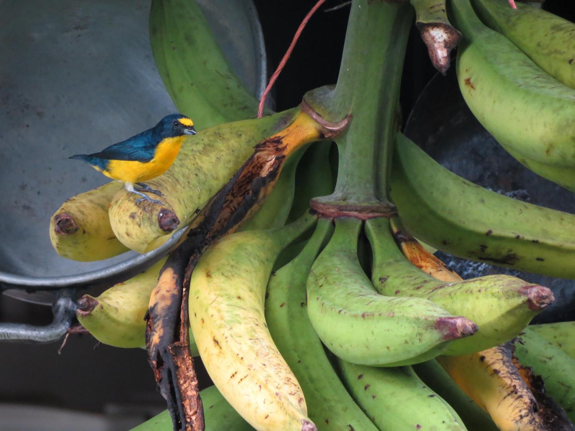 Vocare Finca Agroecologica Upala Bagian luar foto